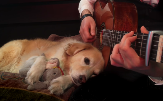 dog listening to guitar