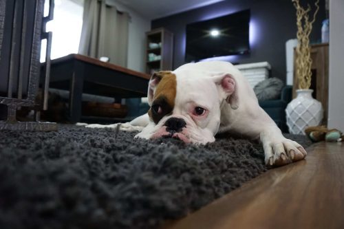 dog lying down on grey carpet